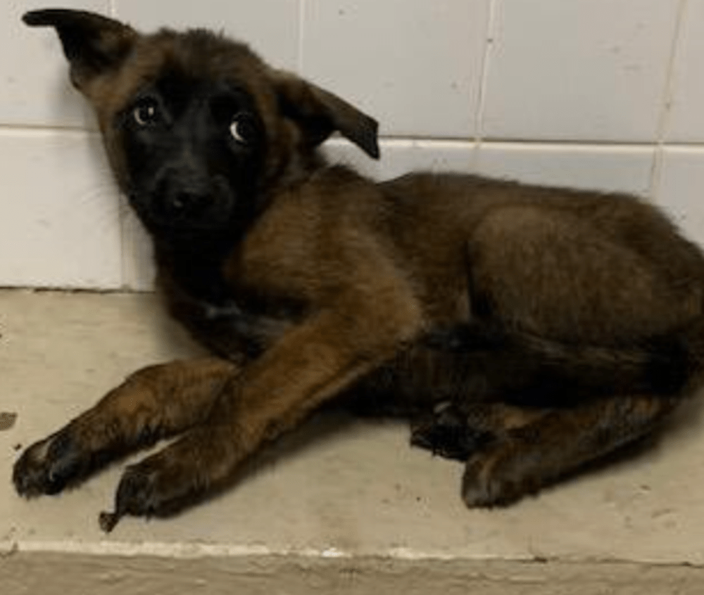 保健所にいたとき（＠amber589kohaさんより提供）