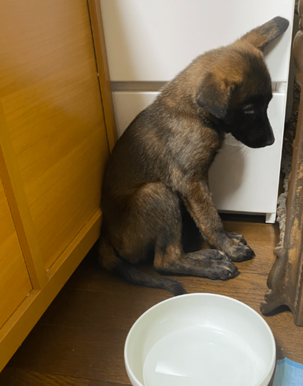 保健所で不安そうな顔をしていた子犬　4年後の姿に…「目が全然違う」「愛情の大きさに泣く」
