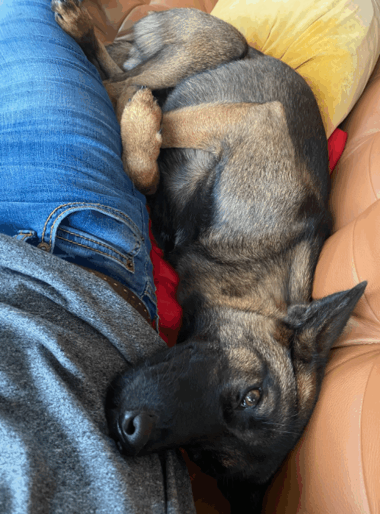 お家に来てから4ヶ月後位（＠amber589kohaさんより提供）