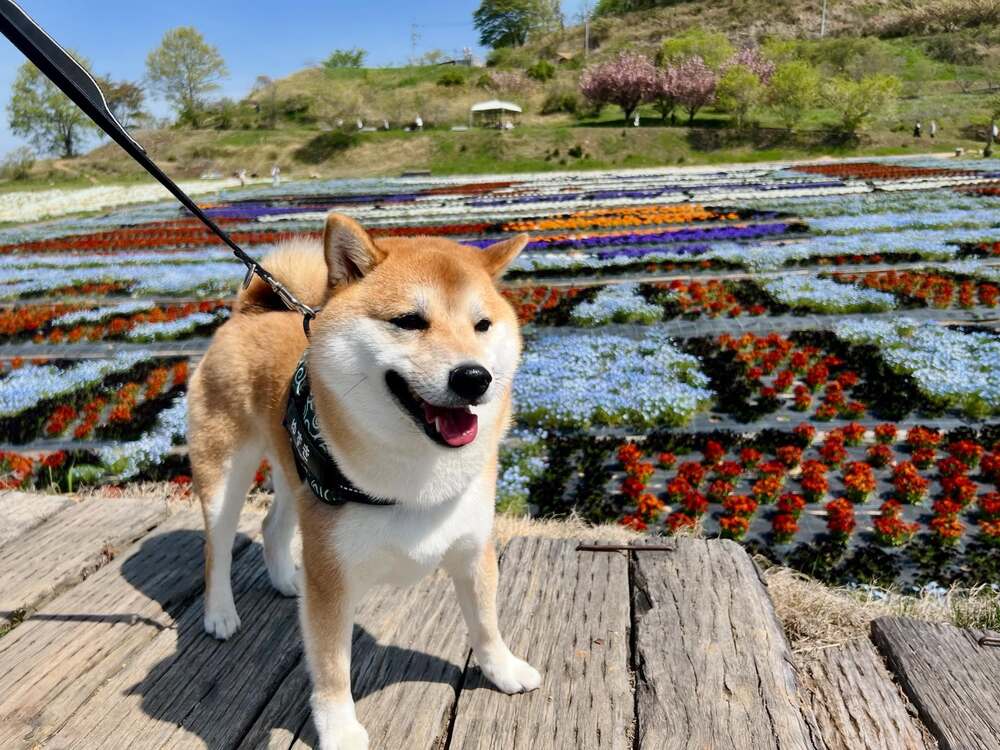 【実際の写真5枚】　飼い主さんが見た光景