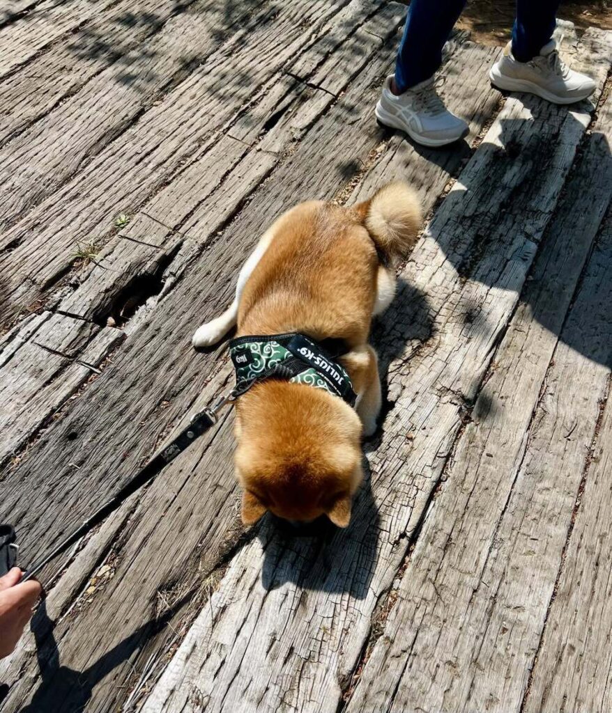 遊歩道で動かくなったゆずきくん（@ivorynainaiさんより提供）