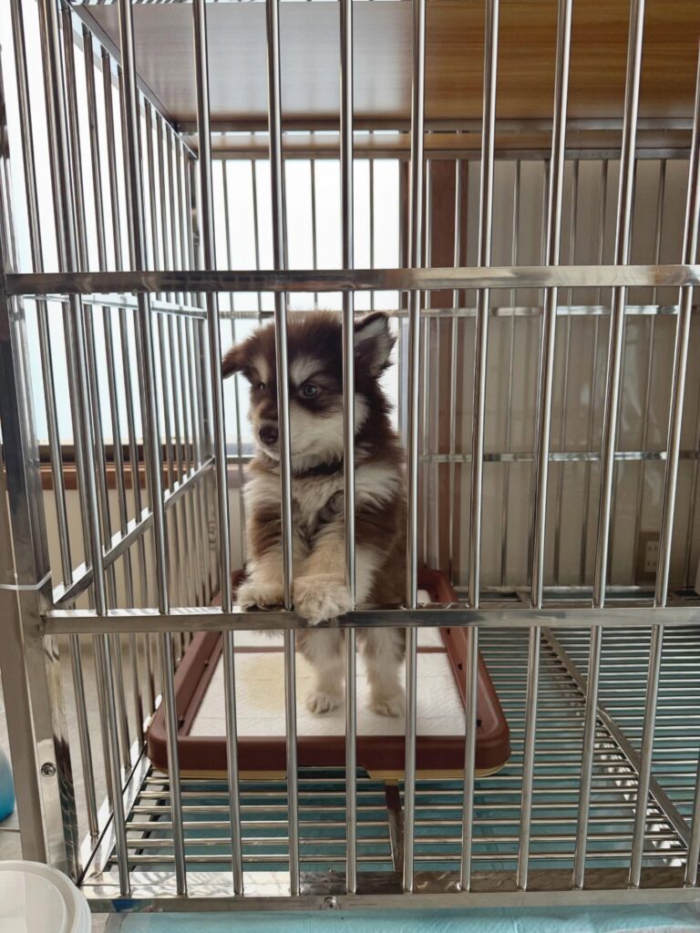 お迎えした頃②（＠wulfricashさんより提供）