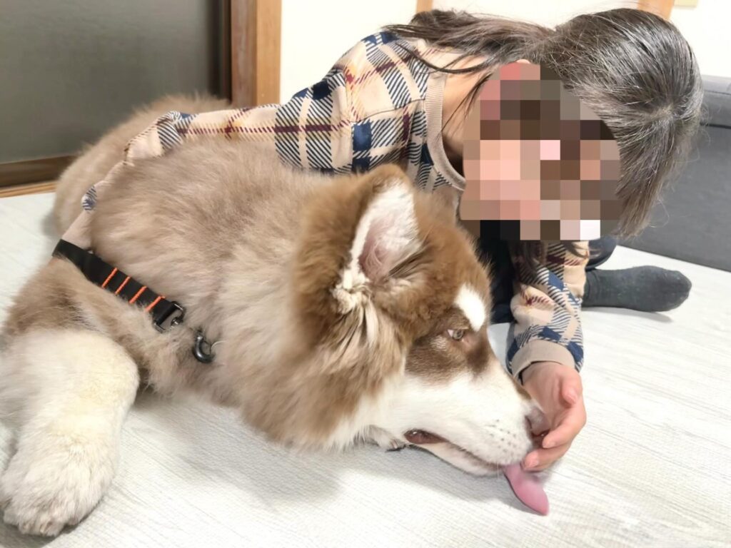 生後170日を過ぎて③（＠wulfricashさんより提供）