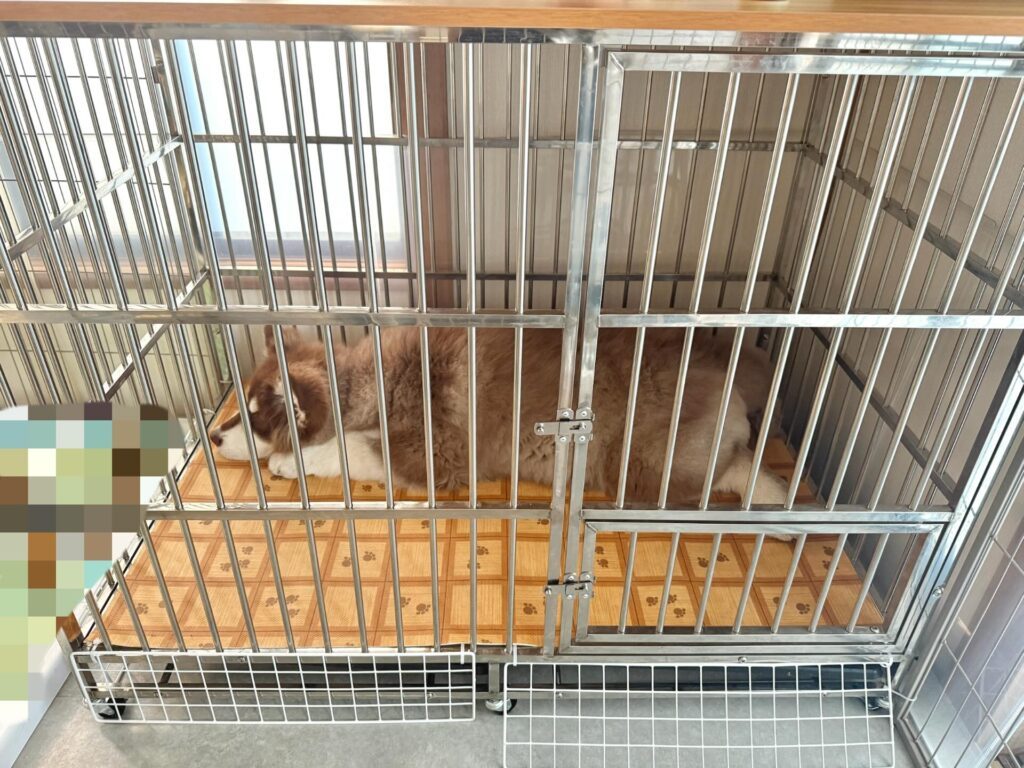 お迎えして3ヶ月経った頃（＠wulfricashさんより提供）