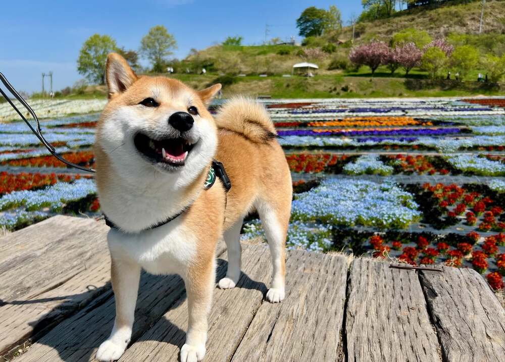 お散歩は毎日朝晩欠かさず（@ivorynainaiさんより提供）