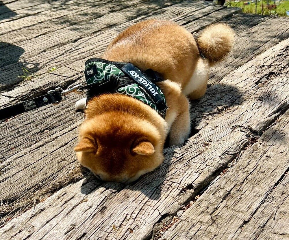 穴に顔を突っ込んだまま…（@ivorynainaiさんより提供）