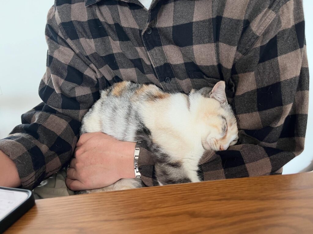 パパさんの腕の中で眠る猫ちゃん（＠saa.peeさんより提供）