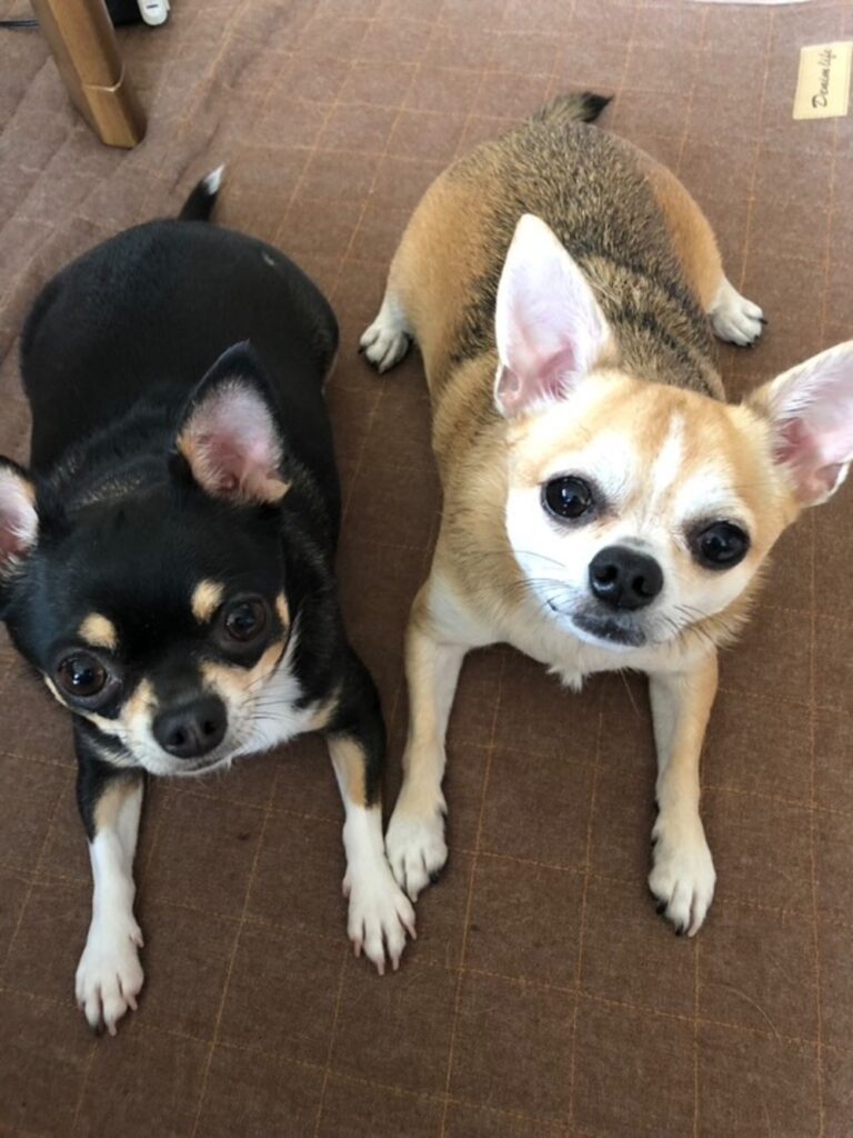 ワンちゃんたちは宝物（@mugitentenさんより提供）