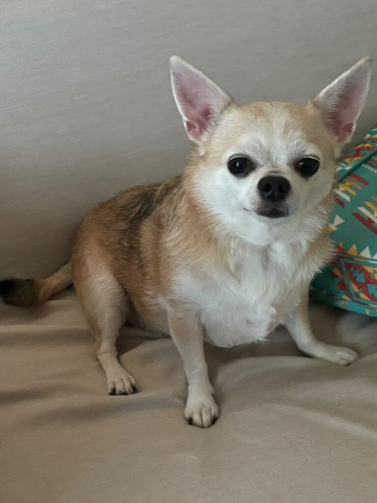 飼い主さんの愛犬てんくん（@mugitentenさんより提供）