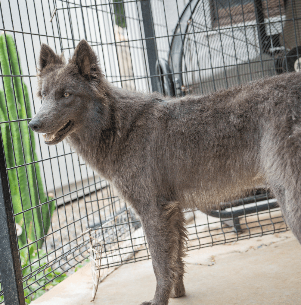 子育て後はボール遊びする日々（@rosewolfjpさんより提供）