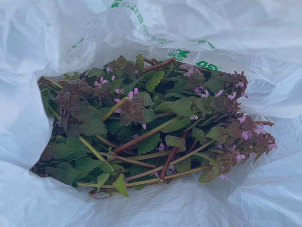 採取してきたヒメオドリコソウ（@fluidSuikouKさんより提供）