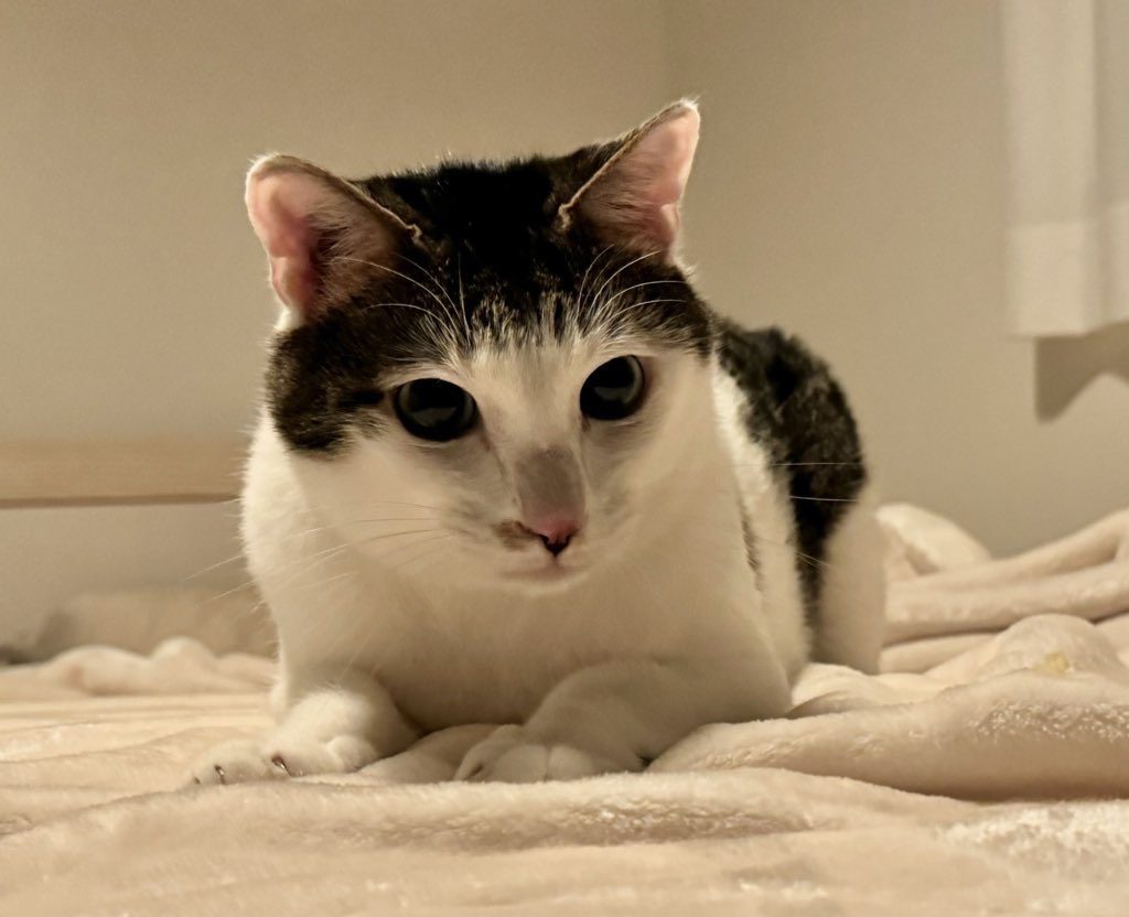 現在のセロイくん（@Saeroyi_catさんより提供）