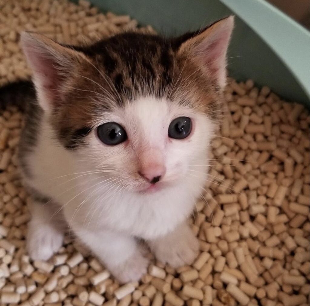 生後1ヶ月の頃のセロイくん（@Saeroyi_catさんより提供）