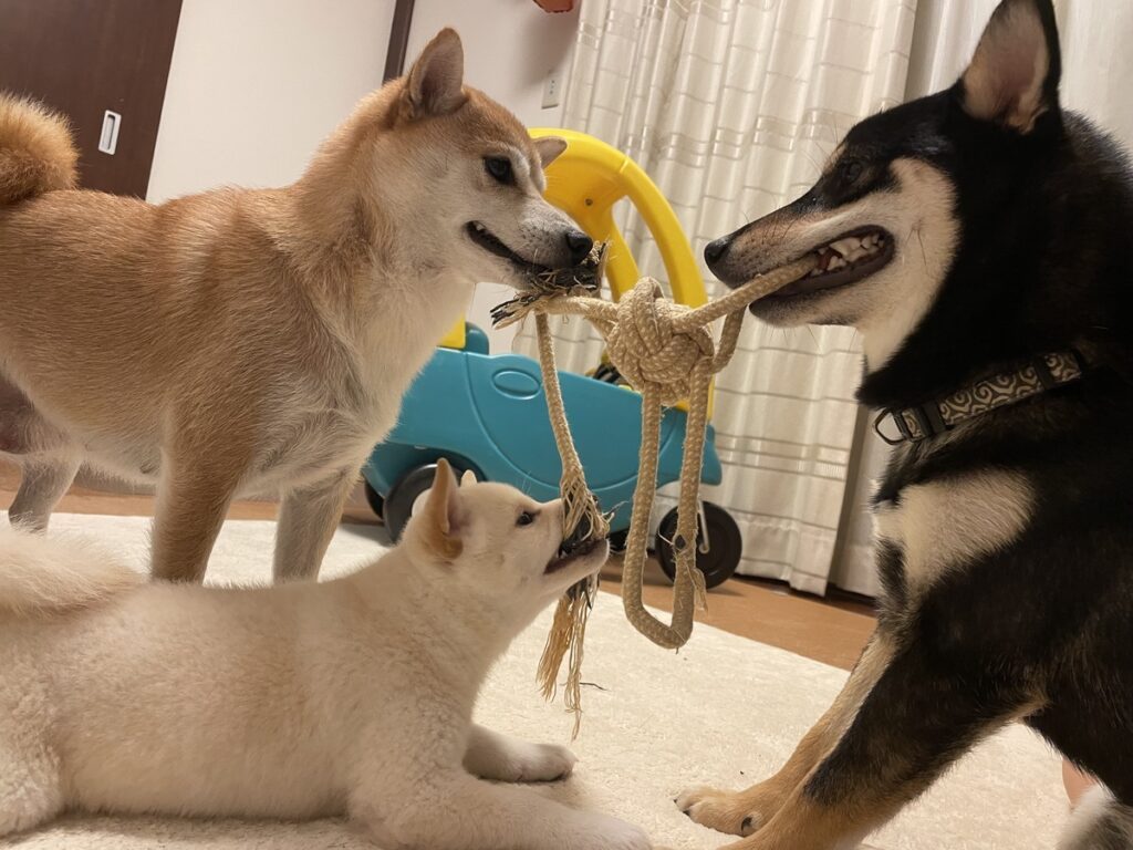 家族で遊ぶ様子（@uoooooo7818さんより提供）