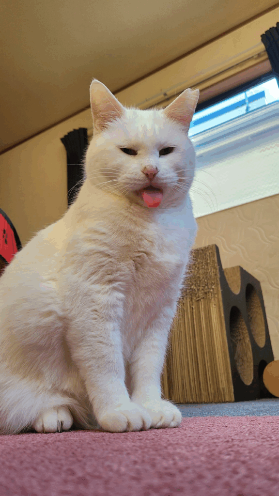 おもちちゃん①（＠NYANMARUKEさんより提供）