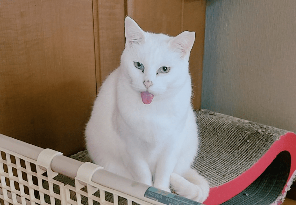 【実際の写真6枚】　現在の姿