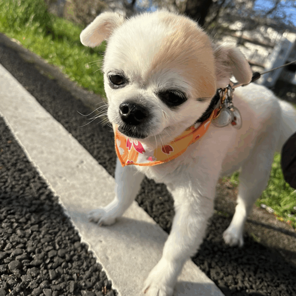 お散歩大好き♪（＠25257800nnさんより提供）