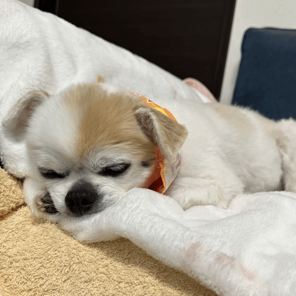 ボク、眠いよ～（＠25257800nnさんより提供）