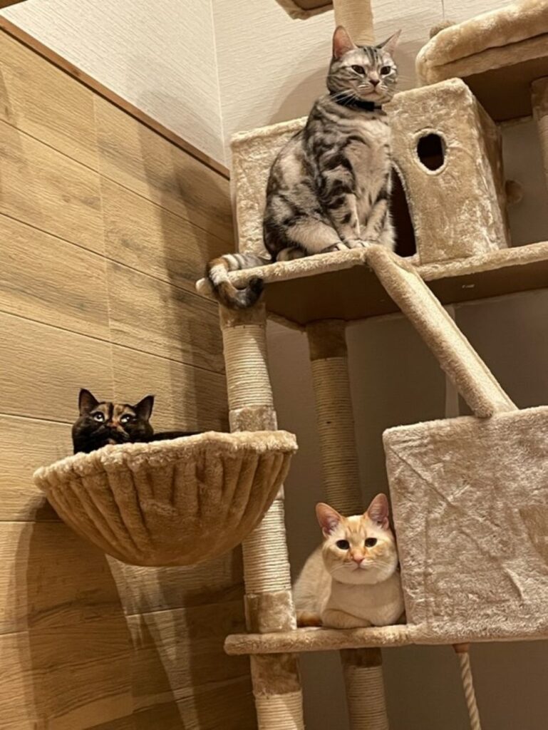 3匹の猫ちゃんたち（＠yurimichi_chanさんより提供）