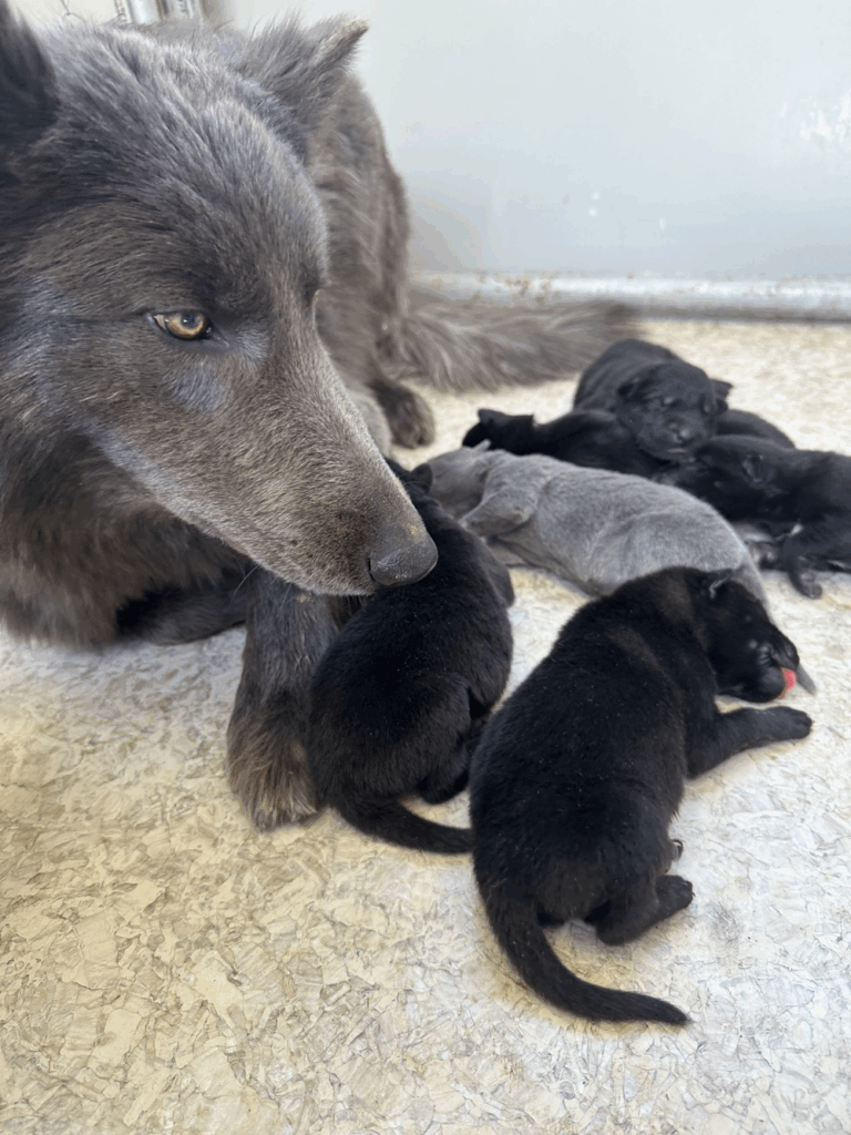 出産を経験しお母さんに（@rosewolfjpさんより提供）