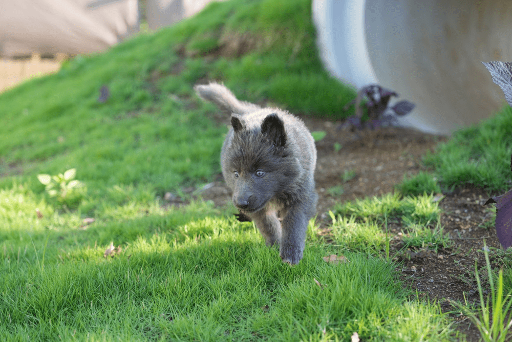 成犬になったベルちゃん（@rosewolfjpさんより提供）