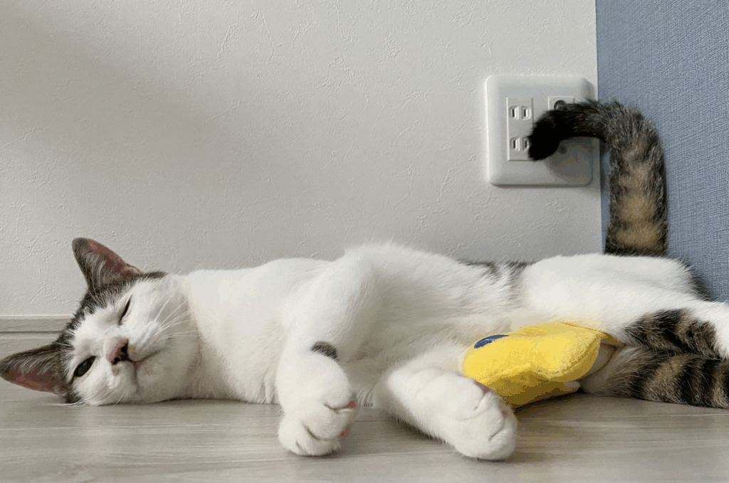 大好きなおもちゃと（@Saeroyi_catさんより提供）