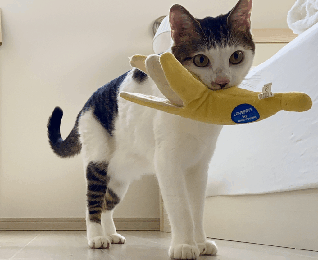 バナナの配達（@Saeroyi_catさんより提供）