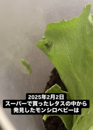 【実際の写真5枚】　1ヶ月後の様子