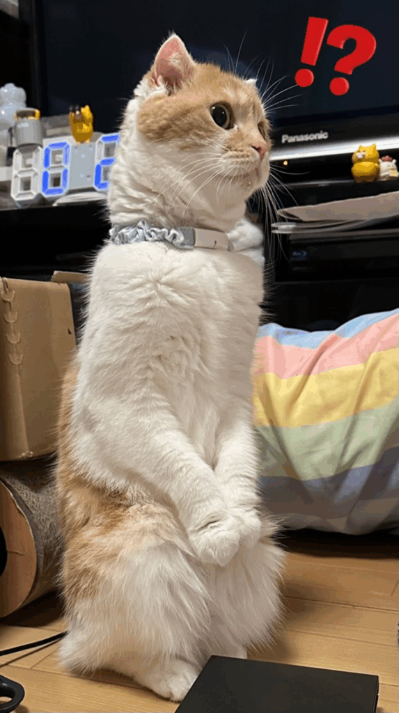 廊下の様子が気になっている…？（@5296saaaaaaaya0906さんより提供）