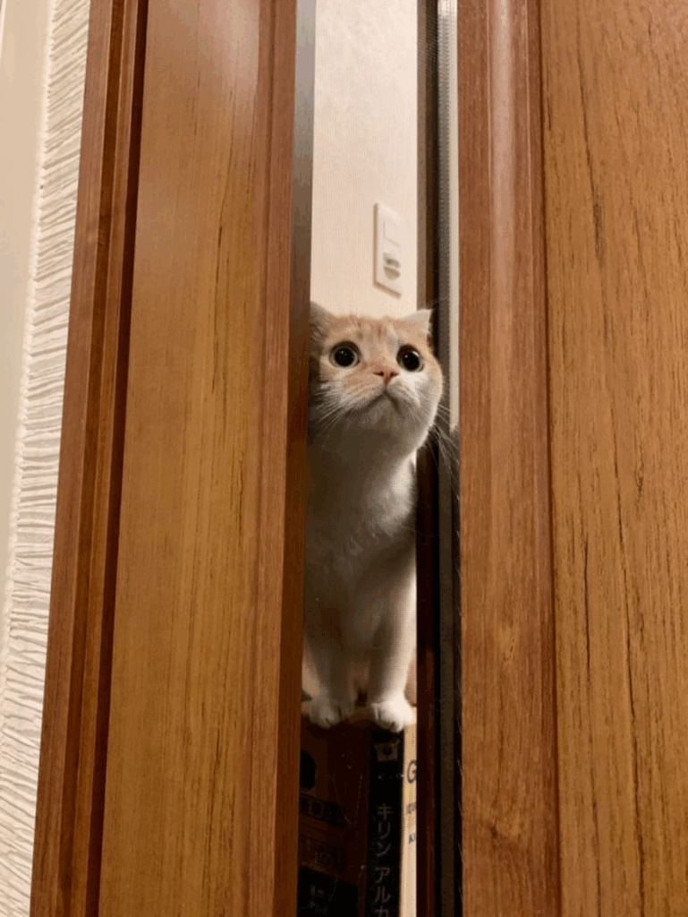 【実際の写真６枚】　飼い主さんが見た光景