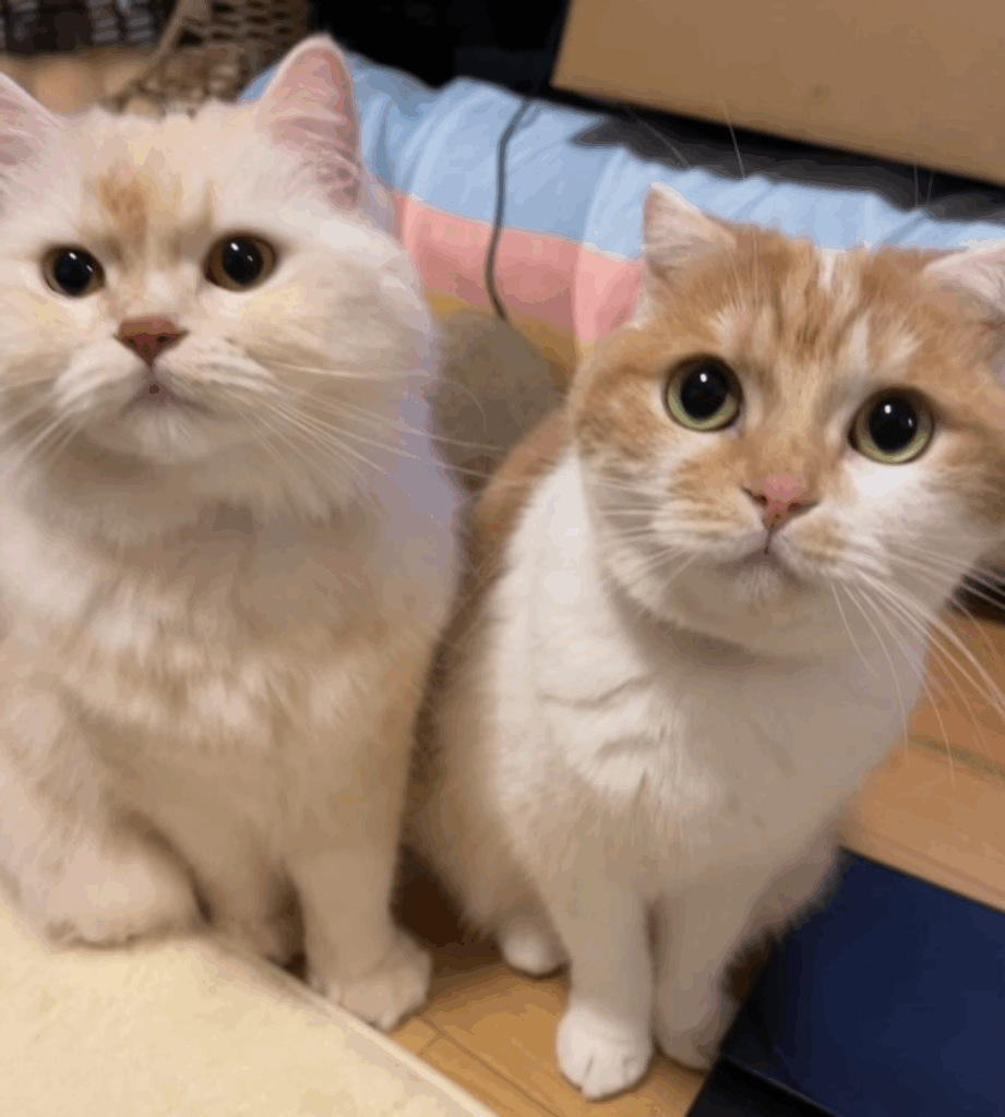 同居猫のししまるくんと（@5296saaaaaaaya0906さんより提供）