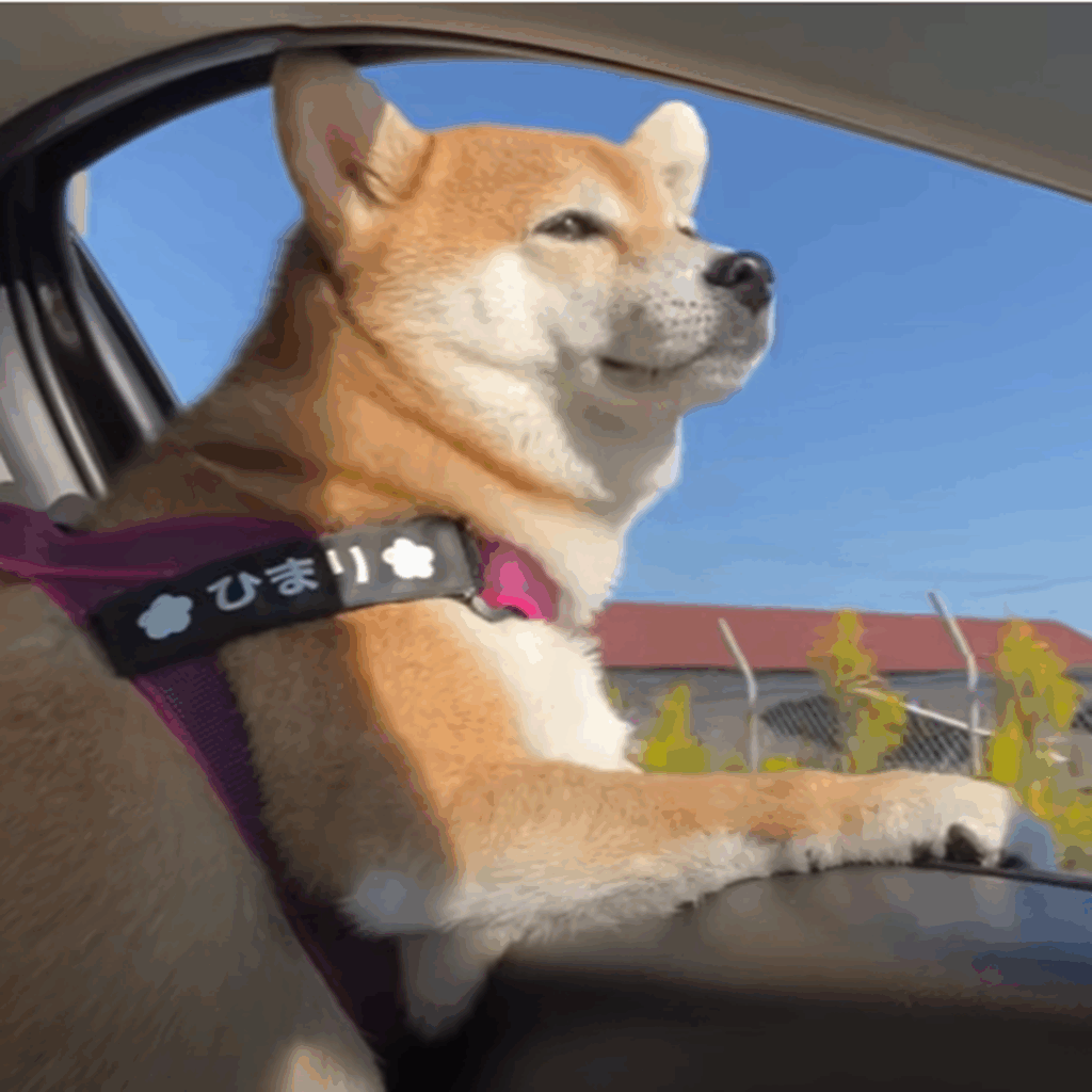 【実際の写真5枚】　現在の柴犬の様子