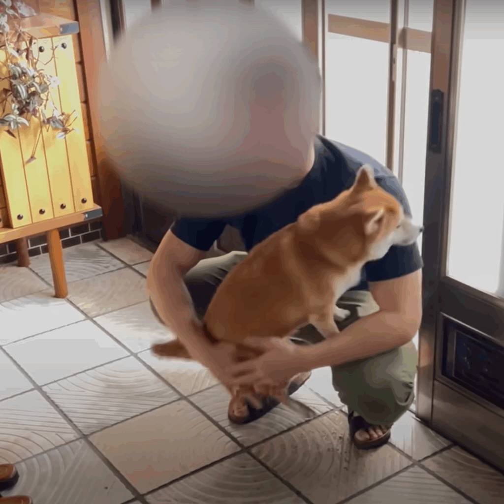 パパ、抱っこ～（＠mameshiba_himariさんより提供）