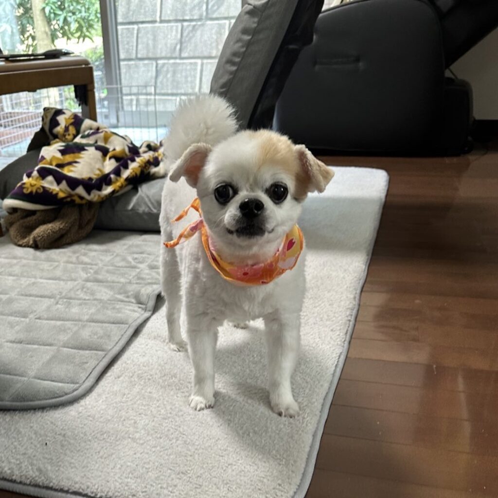 普段のむぎぃちゃん（＠25257800nnさんより提供）