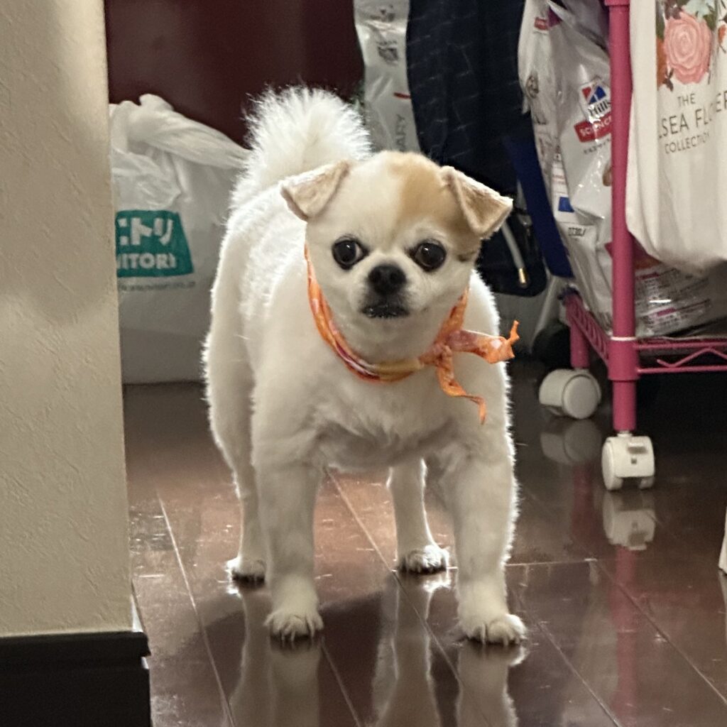 【実際の写真5枚】　今日の愛犬の様子