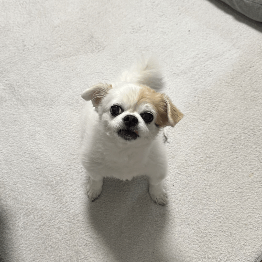 愛くるしい表情がたまりません（＠25257800nnさんより提供）