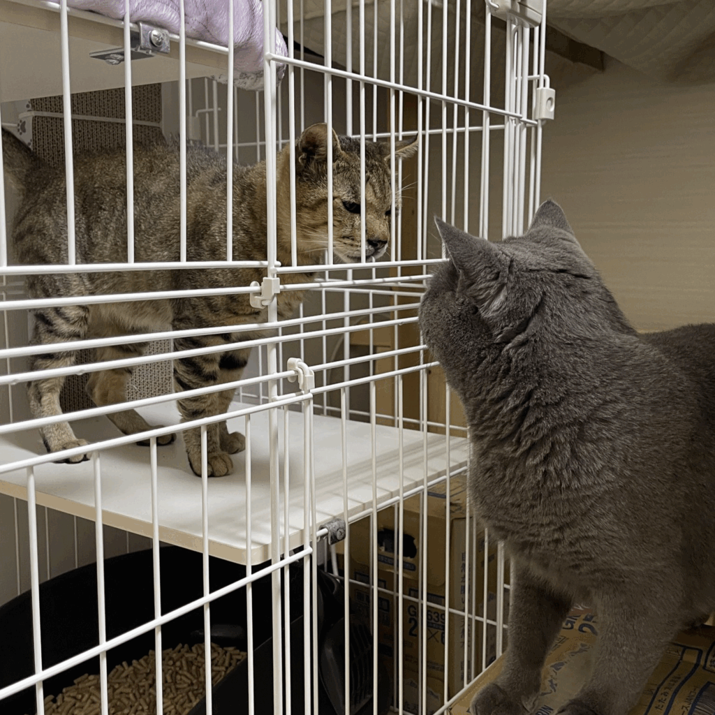 我が家にやってきた頃（＠nyaaa_____nchuさんより提供）