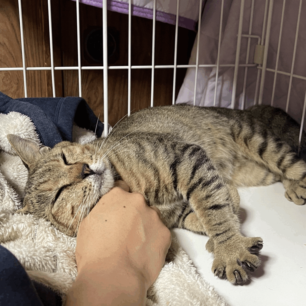 はじめはケージの中で寝ていました（＠nyaaa_____nchuさんより提供）