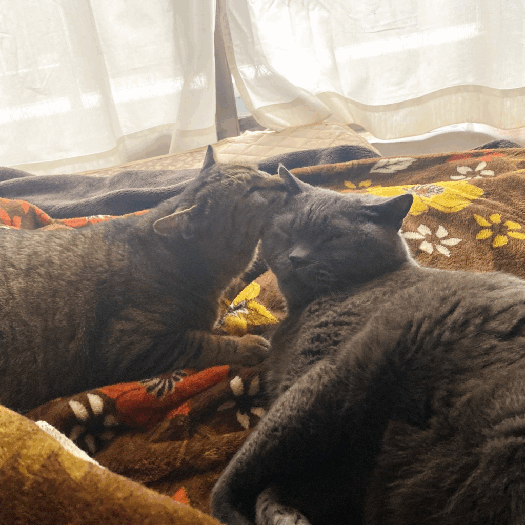 先住猫ともすっかり仲良しに（＠nyaaa_____nchuさんより提供）