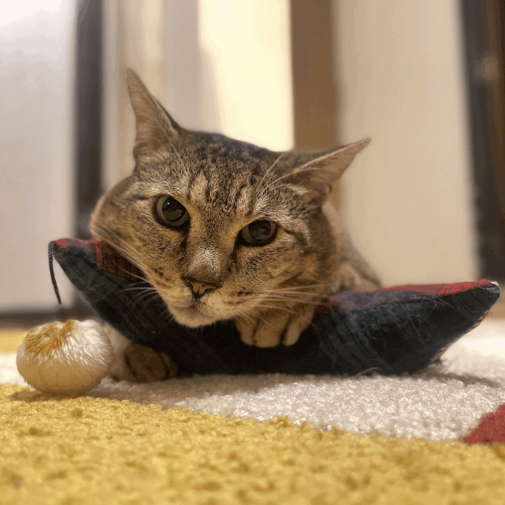 カメラ目線も決まっています（＠nyaaa_____nchuさんより提供）