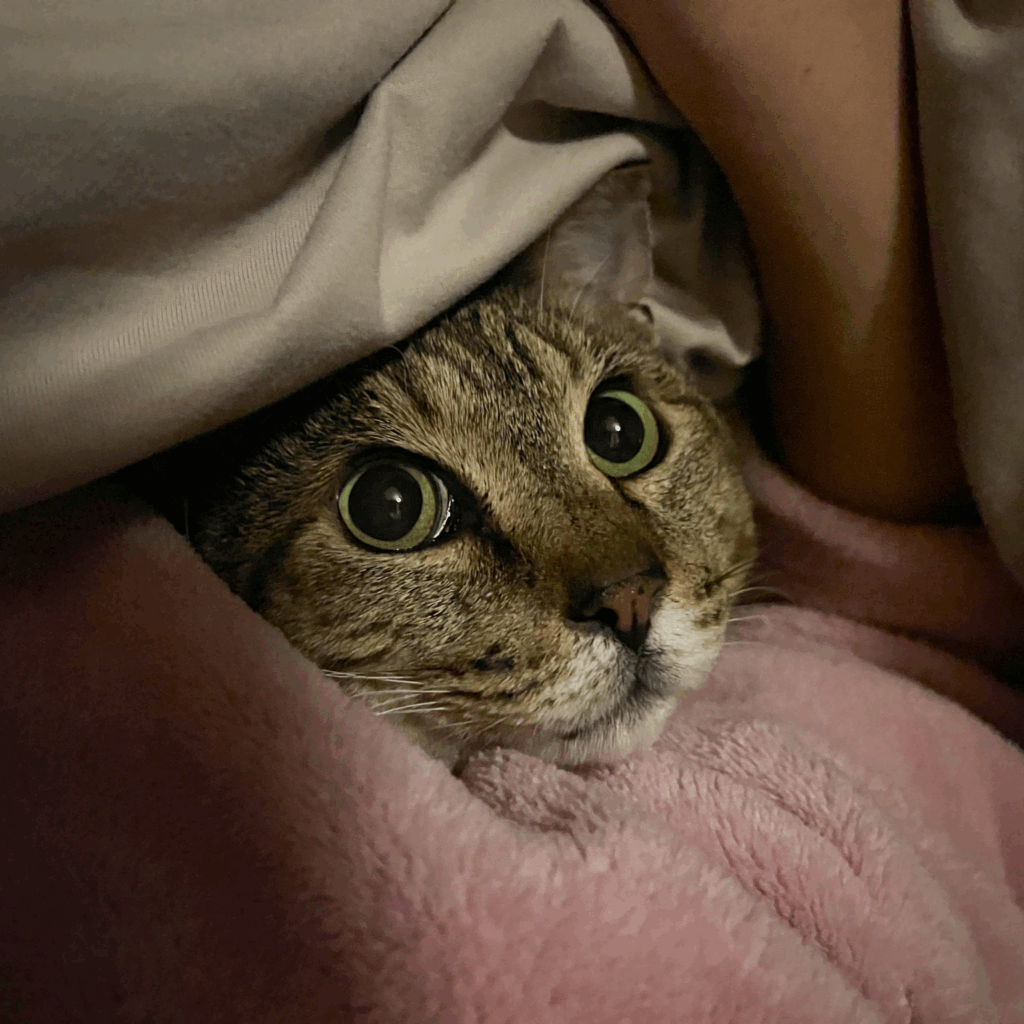 布団の中が落ち着く…（＠nyaaa_____nchuさんより提供）