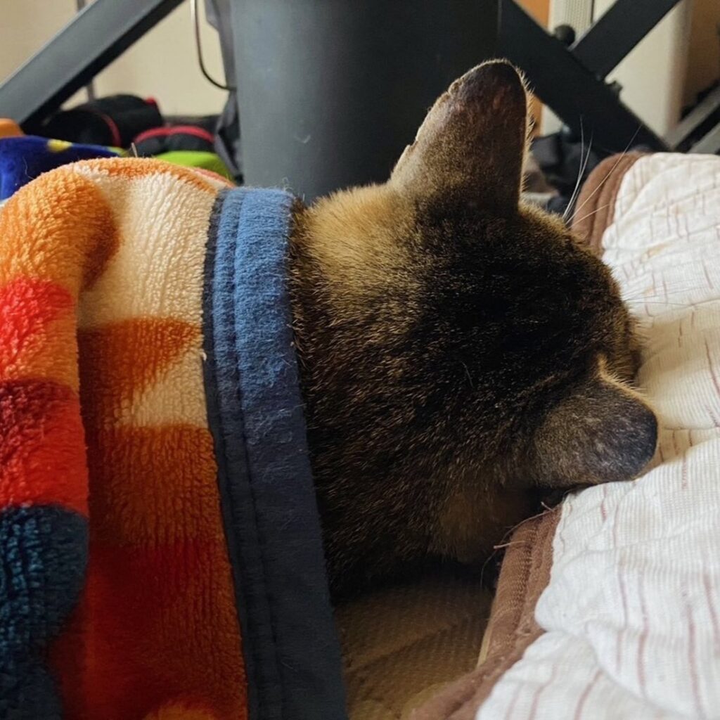 【実際の写真6枚】　1か月後の様子