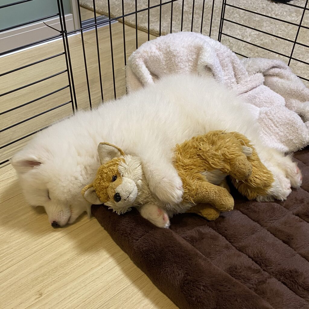 ぬいぐるみを抱っこしてスヤスヤ（@kohaku_Samoyedさんより提供）