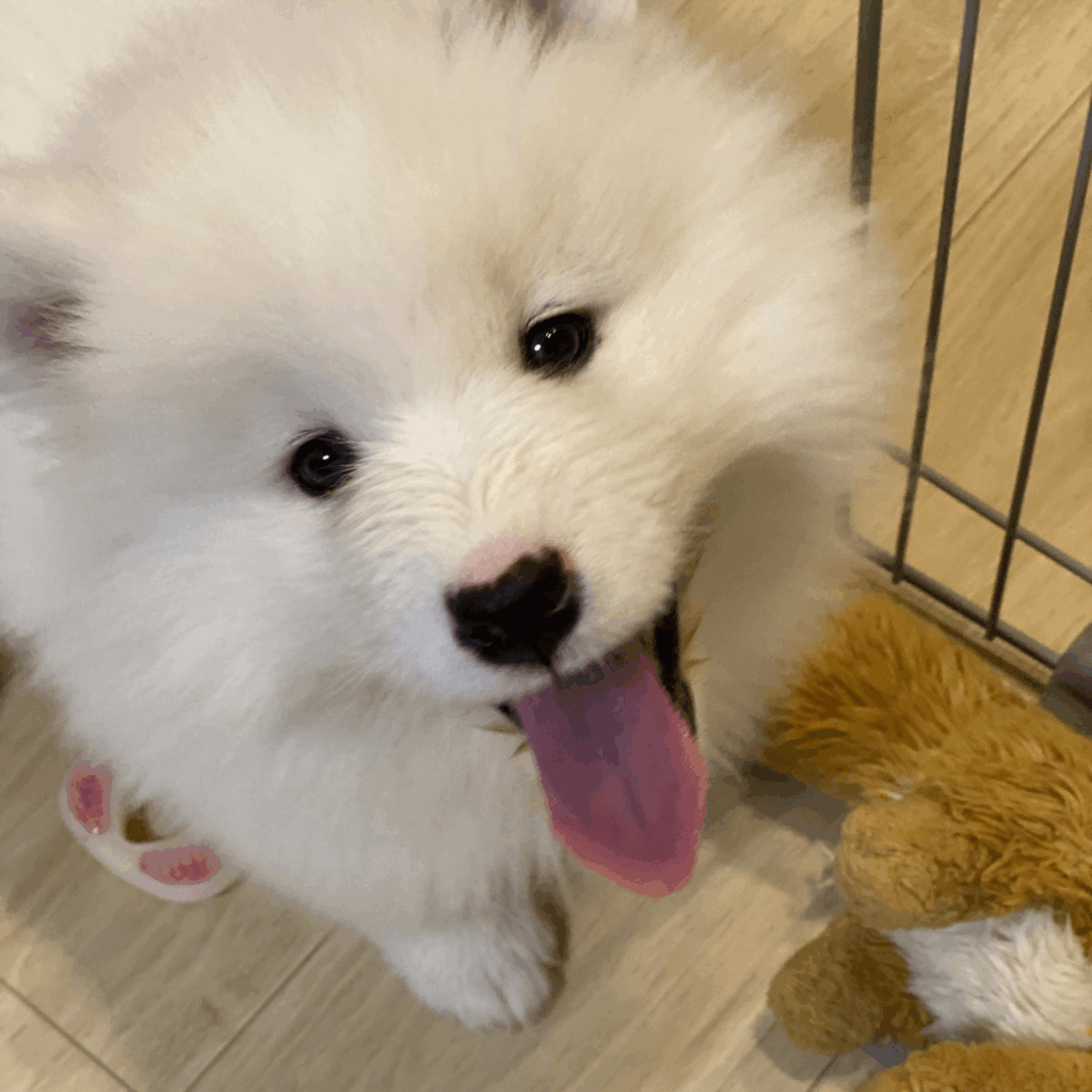 愛らしい笑顔に癒される…（@kohaku_Samoyedさんより提供）