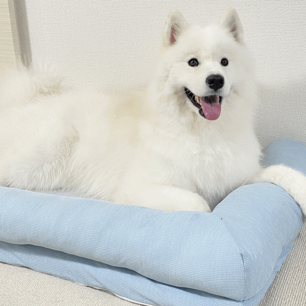 寝起きとは思えないほどの笑顔（@kohaku_Samoyedさんより提供）