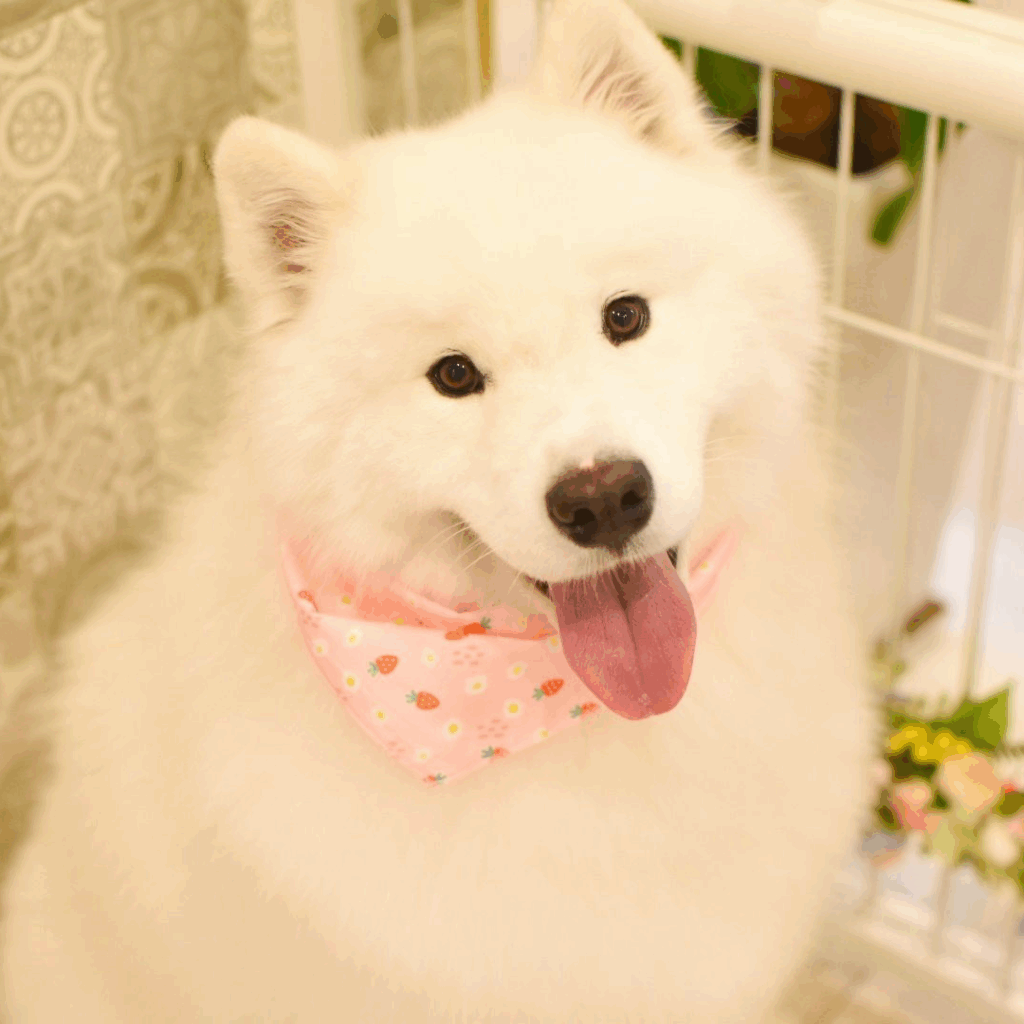 顔つきもお姉さんっぽくなりました（@kohaku_Samoyedさんより提供）