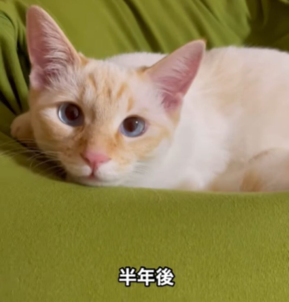 【実際の写真6枚】　４年後の様子