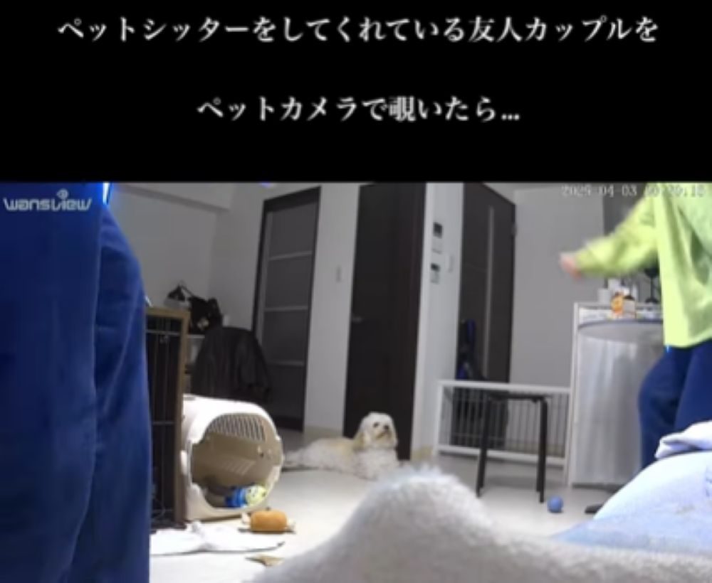 【実際の写真5枚】　飼い主さんが見た光景