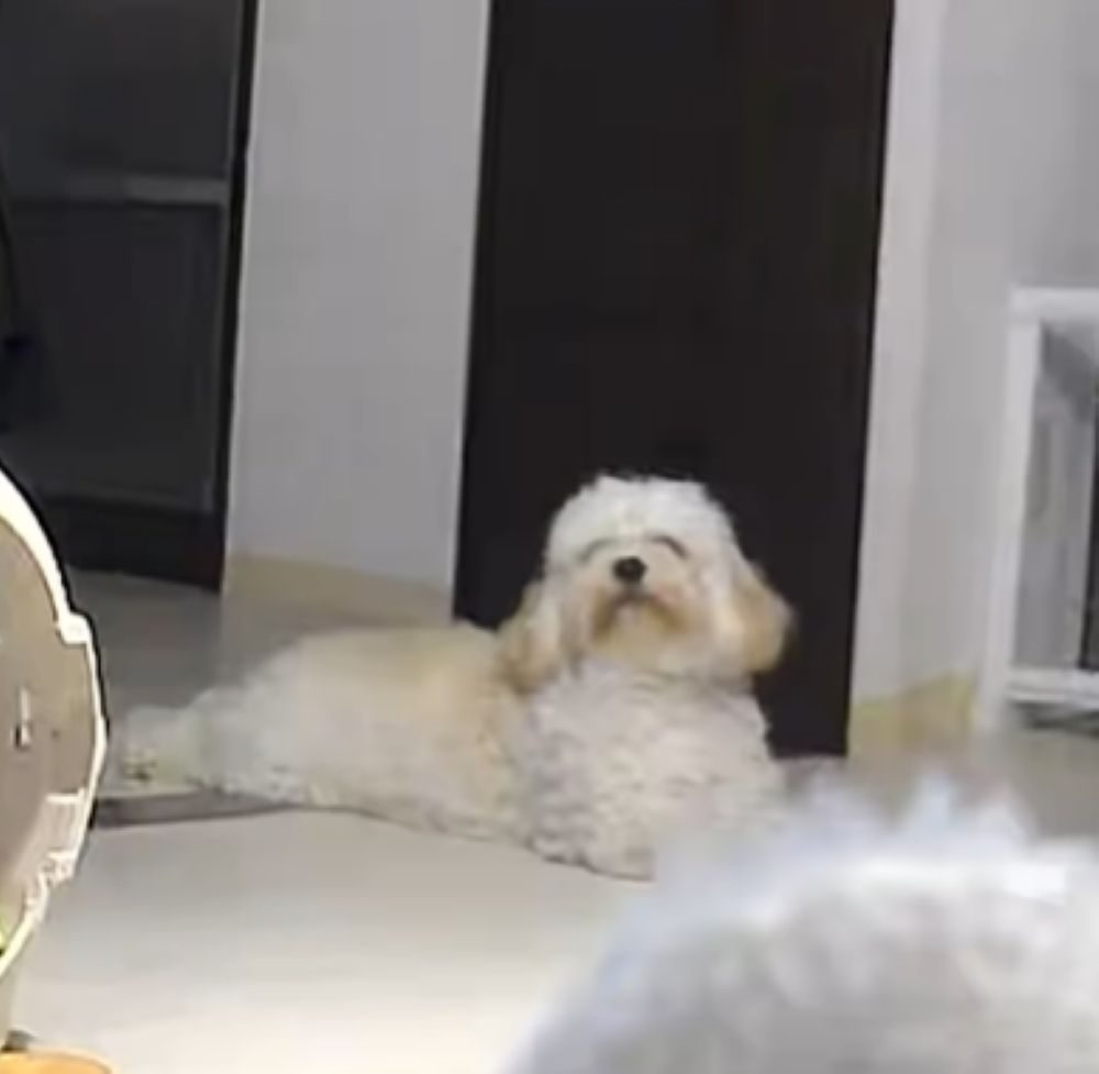 友人たちを見上げるAJくん（＠ajthecockapooさんより提供）