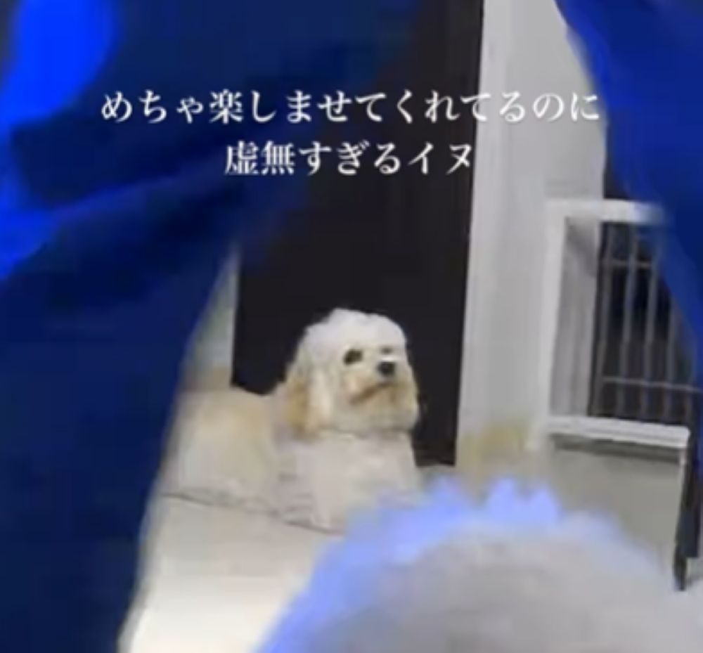 反応が薄かったAJくん（＠ajthecockapooさんより提供）